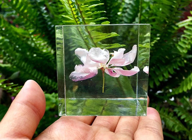 聚力提供标本制作新方案-高透明水晶胶 聚力提供标本制作新方案-高透明水晶胶